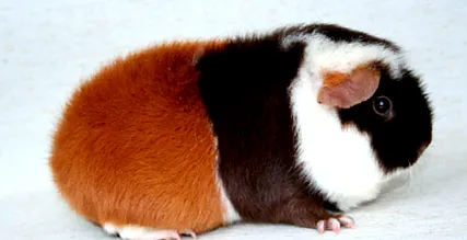 rövidszőrű rövidszőrű