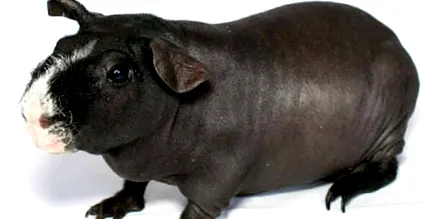 rövidszőrű rövidszőrű