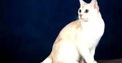fajok fajok