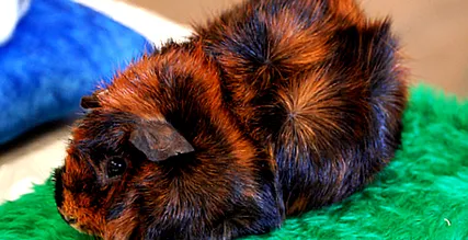 tengerimalac rövidszőrű