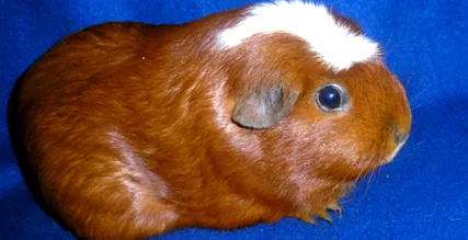 tengerimalac fajták