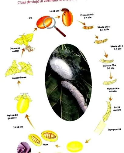 neuroendokrin