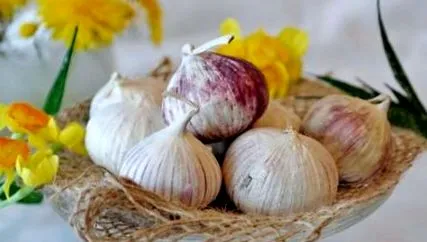 часникової часникової