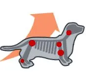 canin