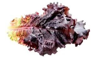 saláta