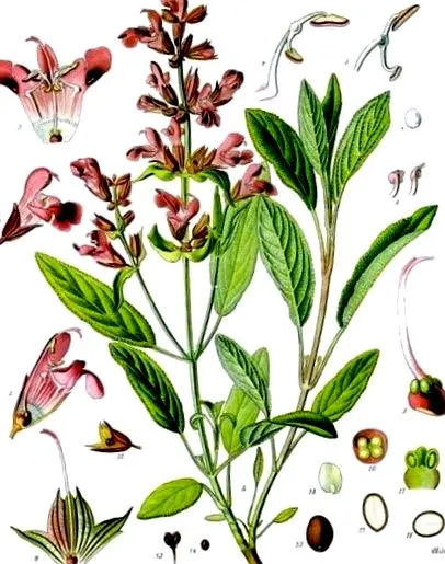 kivonat közönséges