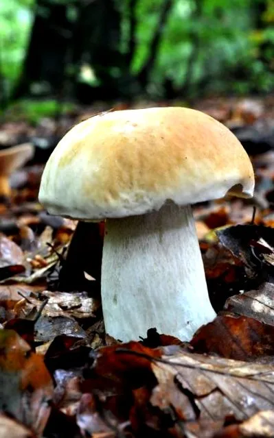 táplálkozási tanácsadó