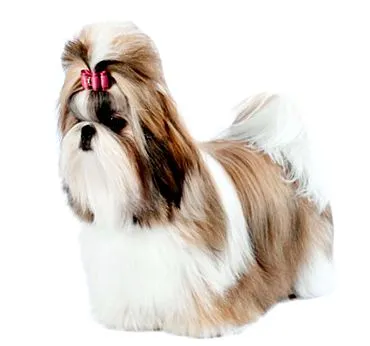 Purina Purina
