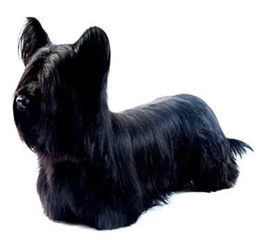 terrier Purina