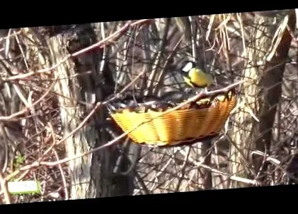 гельмінтів
