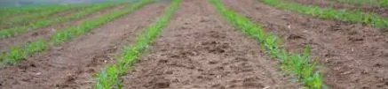 пченка