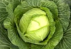 зелка