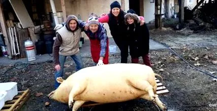 братучед домашна