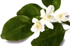 szappan