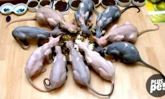 sphynx