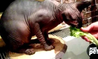 sphynx