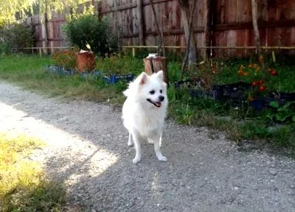 spitz