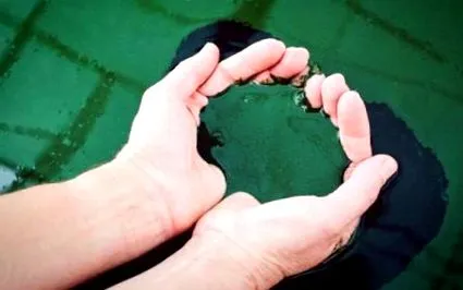 spirulinát
