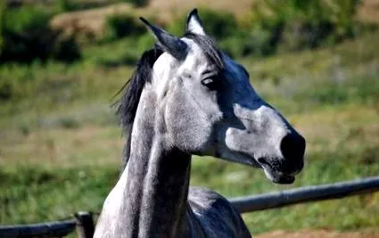 equester