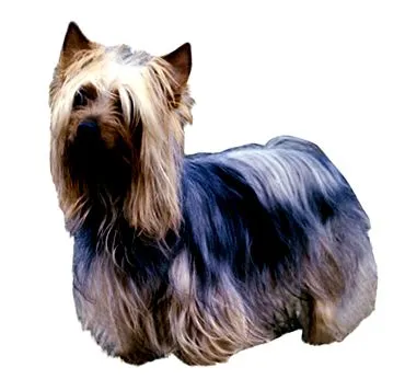 100g Purina