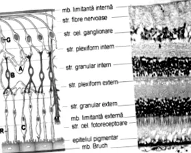retinopathia diabéteszes