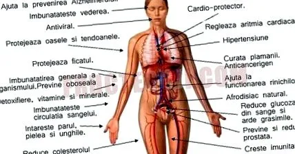 receptek