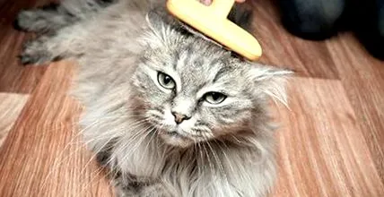 purina