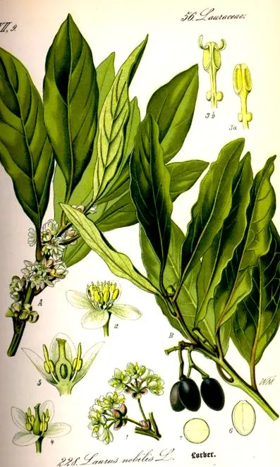 laurel