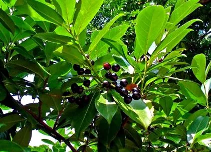laurel