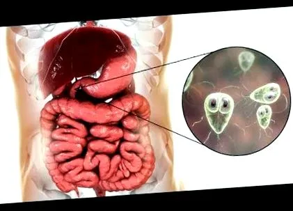 Giardia lamblia