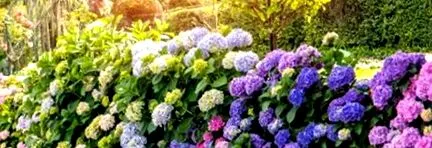hydrangea