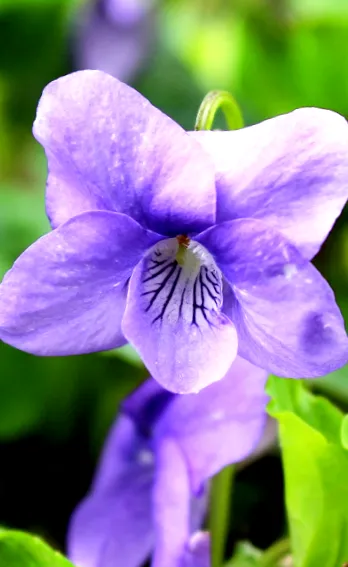 viola