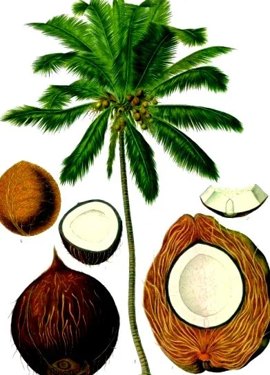 közepes láncú
