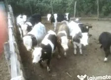 vaci