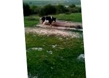 vaci