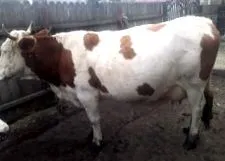 megyéből
