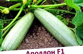 sütőtökfajtákat milyen