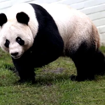 bear