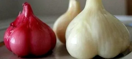 hogyan fokhagyma