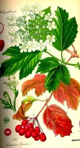 viorica