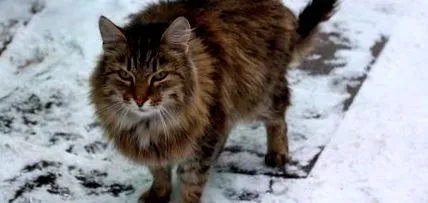 сибирска котка