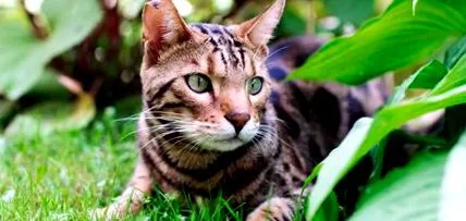вземете