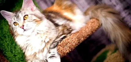котката Мейн мейн