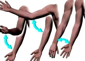 brachialis