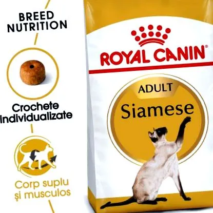 royal felnőtt