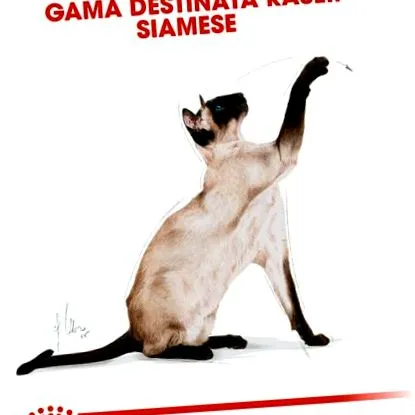 siamese royal