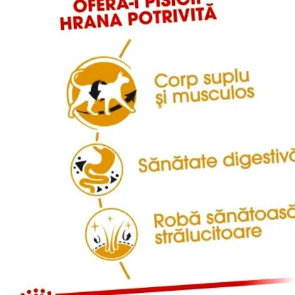 canin felnőtt