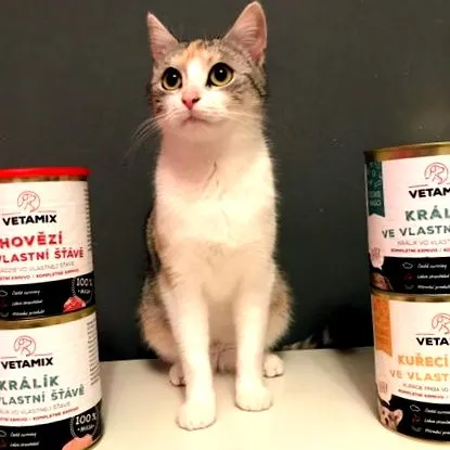котки