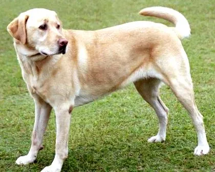 Labrador Retriever