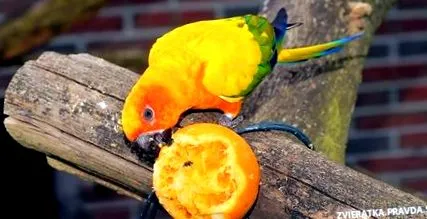 dieta ideală